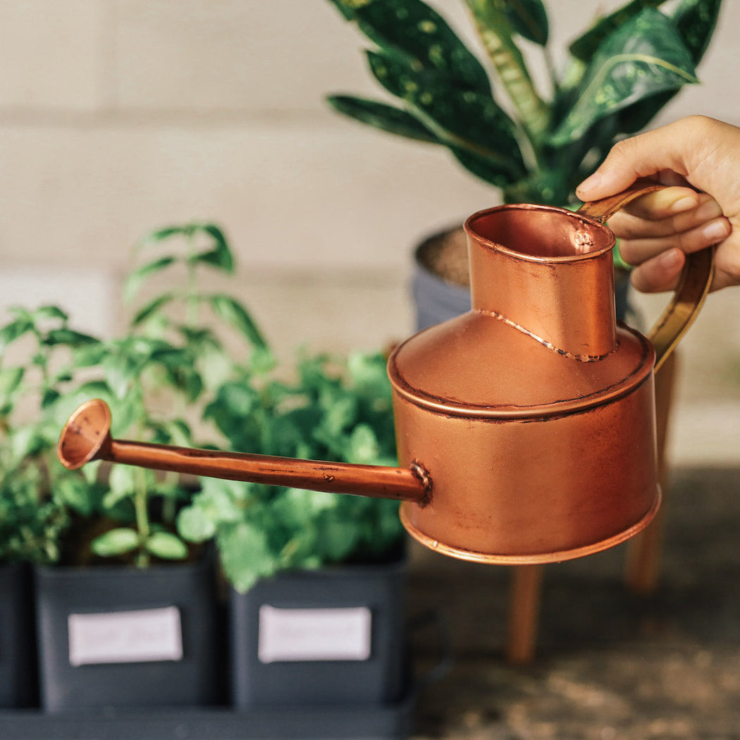 Watering Can Philippines, Plant Watering Can - Domesticity x Hindy Weber